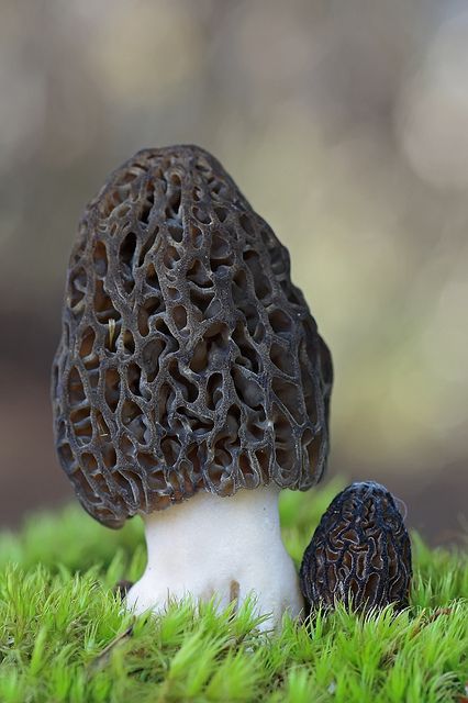 Morel Mushroom Whole Dried 30g