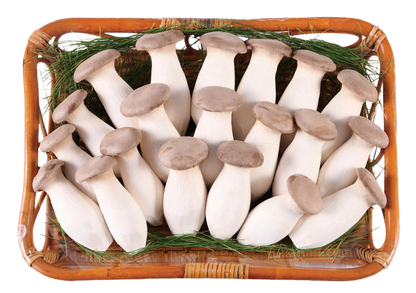 King Oyster Mushroom Sliced Dried 45g